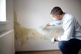 Why You Should Choose Our Mold Remediation Services in Bluefield, VA